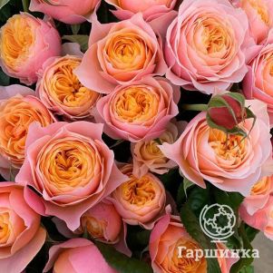 Роза Вувузела
Роза Вувузела