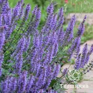 Шалфей (сальвия) дубравный Блаухугель
Шалфей (сальвия) дубравный Блаухугель