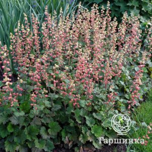 Теллима Рубра
Теллима Рубра