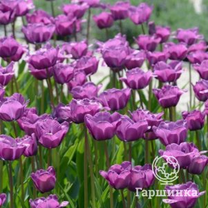 Тюльпан Блу Эмайбл поздний 5шт.
Тюльпан Блу Эмайбл поздний 5шт.