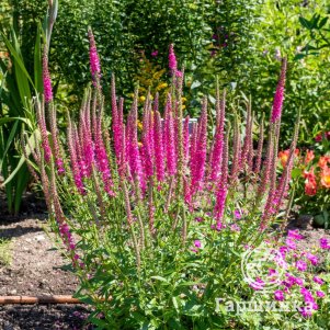 Вероника колосковая Ред Фокс
Вероника колосковая Ред Фокс