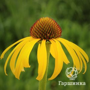 Эхинацея странная
Эхинацея странная