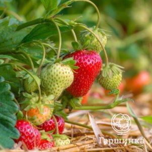 Клубника Примадонна ремонтантная
Клубника Примадонна ремонтантная