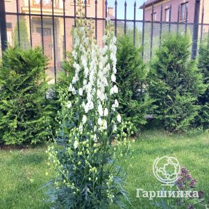 Аконит клобучковый Шнеевитхен
Аконит клобучковый Шнеевитхен