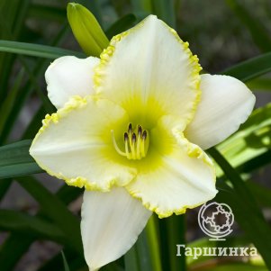 Лилейник Близард Бей
Лилейник Близард Бей