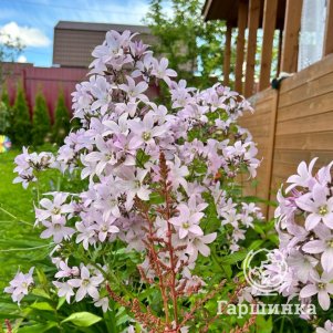 Колокольчик молочноцветковый Лоддон Анна
Колокольчик молочноцветковый Лоддон Анна