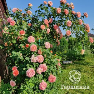 Роза Хендель плетистая, Imperial Rose
Роза Хендель плетистая, Imperial Rose