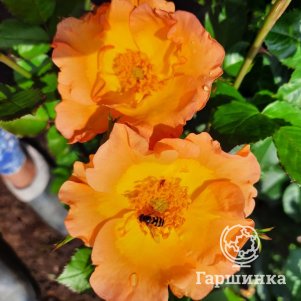 Роза Морден Санрайз канадская парковая (лиц)
Роза Морден Санрайз канадская парковая (лиц)