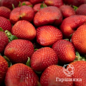 Клубника Искушение ремонтантная
Клубника Искушение ремонтантная