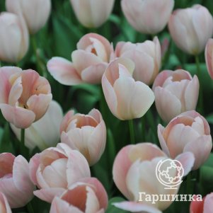 Тюльпан Салмон Ван Эйк Дарвина 5шт.
Тюльпан Салмон Ван Эйк Дарвина 5шт.