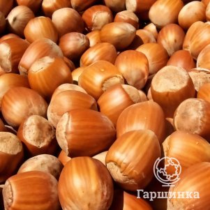 Фундук Тонда Джентиле Делле Ланге
Фундук Тонда Джентиле Делле Ланге