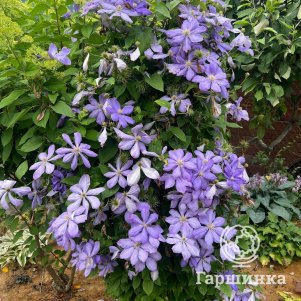 Клематис Миссис Чолмондели крупноцветковый (2)
Клематис Миссис Чолмондели крупноцветковый (2)