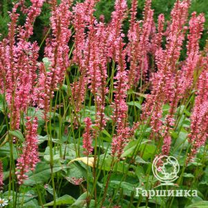 Горец свечевидный Оранж Филд
Горец свечевидный Оранж Филд