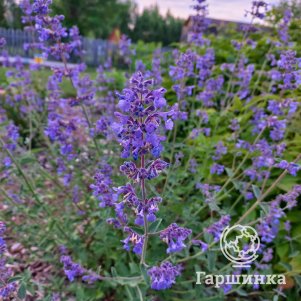 Котовник Фассена Уолкерс Лоу
Котовник Фассена Уолкерс Лоу