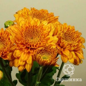 Хризантема Литлтон Бронз
Хризантема Литлтон Бронз