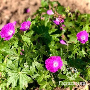 Герань кроваво-красная Нью Хэмпшир Пёрпл
Герань кроваво-красная Нью Хэмпшир Пёрпл