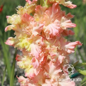 Гладиолус Творение природы
Гладиолус Творение природы