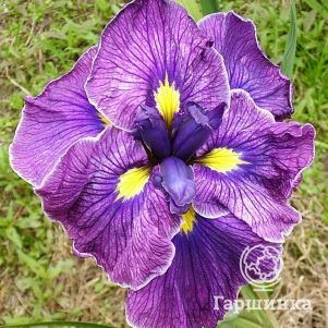 Ирис мечевидный Кэти Мендез
Ирис мечевидный Кэти Мендез