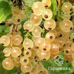 Смородина Белый виноград белая
Смородина Белый виноград белая