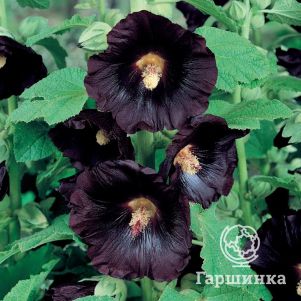 Шток-роза Нигра
Шток-роза Нигра