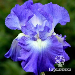 Ирис бородатый Сити Лайтс
Ирис бородатый Сити Лайтс
