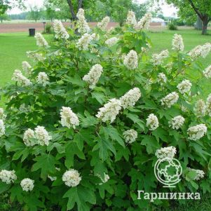 Гортензия Алиса дуболистная
Гортензия Алиса дуболистная