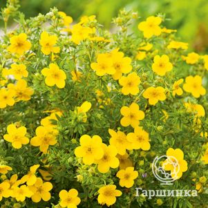 Лапчатка Голдфингер кустарниковая
Лапчатка Голдфингер кустарниковая