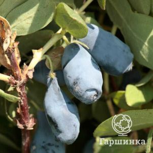 Жимолость Войтек
Жимолость Войтек