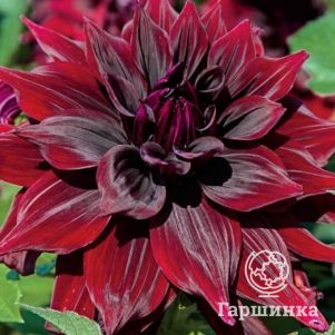 Георгина Бригитта Алида (МАКСИ) кактусовидная
Георгина Бригитта Алида (МАКСИ) кактусовидная