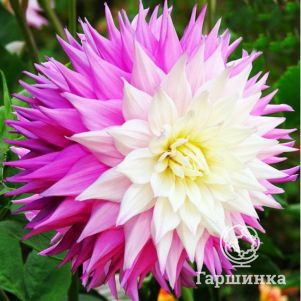 Георгина Сэр Альф Рамсей (МАКСИ) декоративная
Георгина Сэр Альф Рамсей (МАКСИ) декоративная