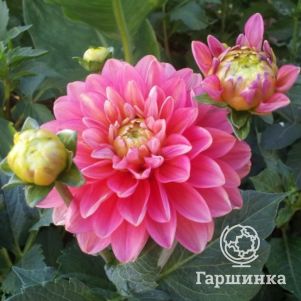 Георгина Мелоди Аллегро бордюрная
Георгина Мелоди Аллегро бордюрная