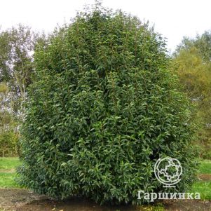 Лавровишня лузитанская Ангустифолия
Лавровишня лузитанская Ангустифолия