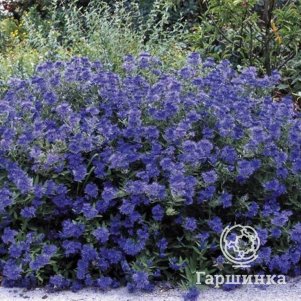 Кариоптерис Кев Блю
Кариоптерис Кев Блю