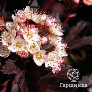 Пузыреплодник Саммер Вайн
Пузыреплодник Саммер Вайн