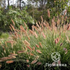 Пеннисетум Леди Ю
Пеннисетум Леди Ю