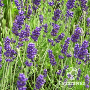 Лаванда Хидкот Блу Стрейн
Лаванда Хидкот Блу Стрейн