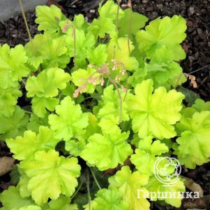 Гейхера Лемон Динозавр
Гейхера Лемон Динозавр