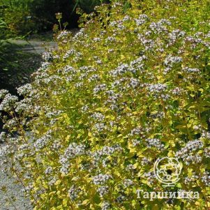 Душица Ауреум Грин
Душица Ауреум Грин