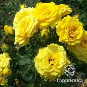 Роза Илиос чайно-гибридная, Imperial Rose
Роза Илиос чайно-гибридная, Imperial Rose