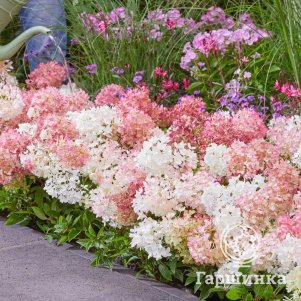 Гортензия Граундбрейкер (Первопроходец) метельчатая
Гортензия Граундбрейкер (Первопроходец) метельчатая