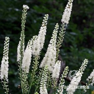 Цимицифуга (Клопогон) Сильвер Данс
Цимицифуга (Клопогон) Сильвер Данс