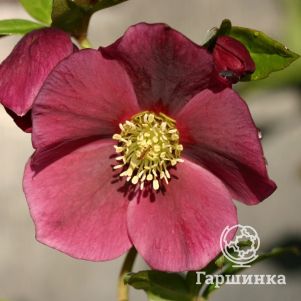 Морозник восточный Претти Эллен Ред
Морозник восточный Претти Эллен Ред