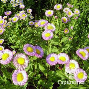 Мелколепестник (эригерон) Карвинского Блютенмир
Мелколепестник (эригерон) Карвинского Блютенмир