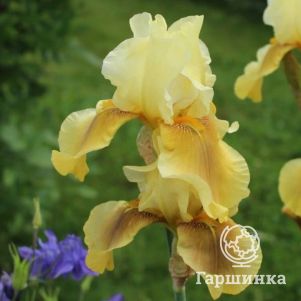 Ирис бородатый Бейберри Кэндл
Ирис бородатый Бейберри Кэндл