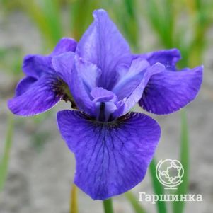 Ирис сибирский Харпсвелл Аллилуйя
Ирис сибирский Харпсвелл Аллилуйя