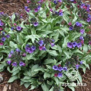 Медуница Диана Клэр
Медуница Диана Клэр