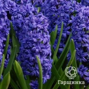 Гиацинт Манхеттен 2 шт
Гиацинт Манхеттен 2 шт