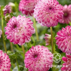 Георгина Пинк Иса шаровидная
Георгина Пинк Иса шаровидная