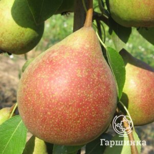 Груша Маршал Жуков
Груша Маршал Жуков