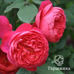 Роза Бенджамин Бриттен
Роза Бенджамин Бриттен